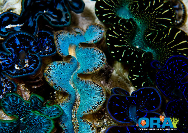 Maxima Clam