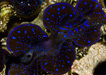 ORA Purple Maxima Clam
