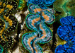Group of Maxima Clams