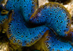 ORA Ultra Maxima Clam