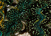 ORA Zebra Maxima Clam