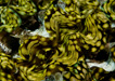 Tridacna squamosa