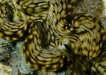 Tridacna squamosa