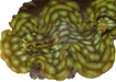 Tridacna squamosa