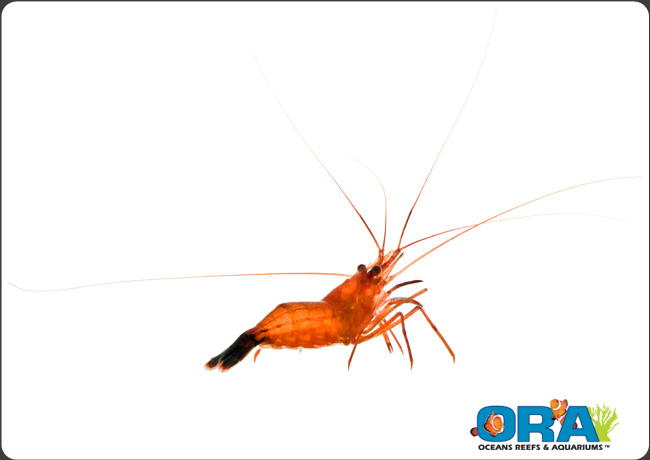 Peppermint Shrimp