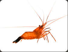 ORA Peppermint Shrimp