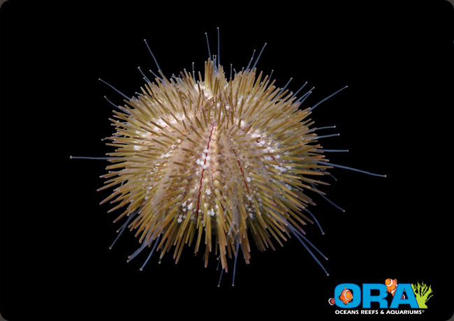 reef tank brown short