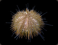 ORA Variegated Urchin