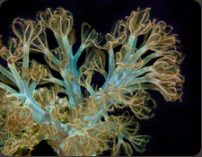 ORA Soft Corals