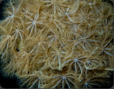 ORA Clove Polyps