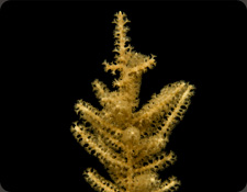 ORA Grube's Gorgonian