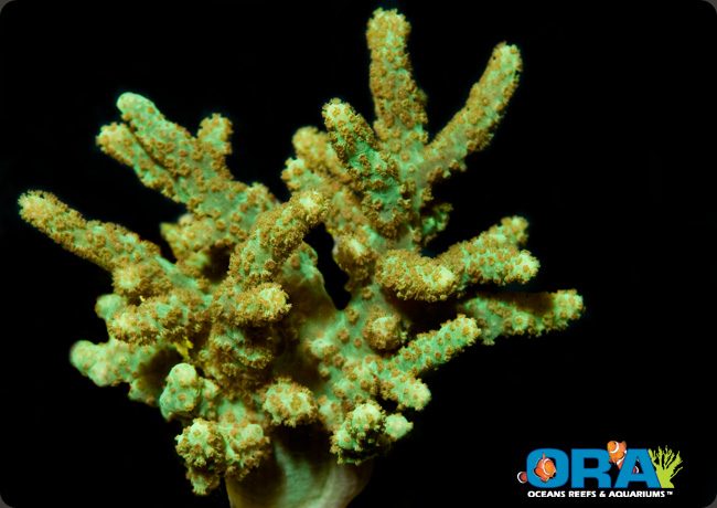 Neon Green Sinularia | Sinularia sp. | ORA | Oceans, Reefs & Aquariums