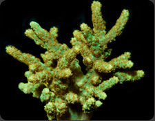 ORA Neon Green Sinularia