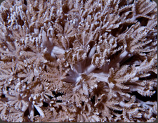 ORA Pom Pom Xenia