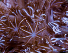 ORA Silver Xenia