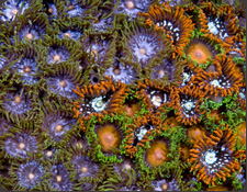 ORA Zoanthids