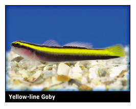 yellowlinegoby.jpg