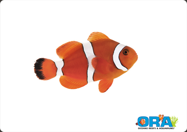 ORA's Blood Orange Clownfish - a new hybrid with a new name for 2013