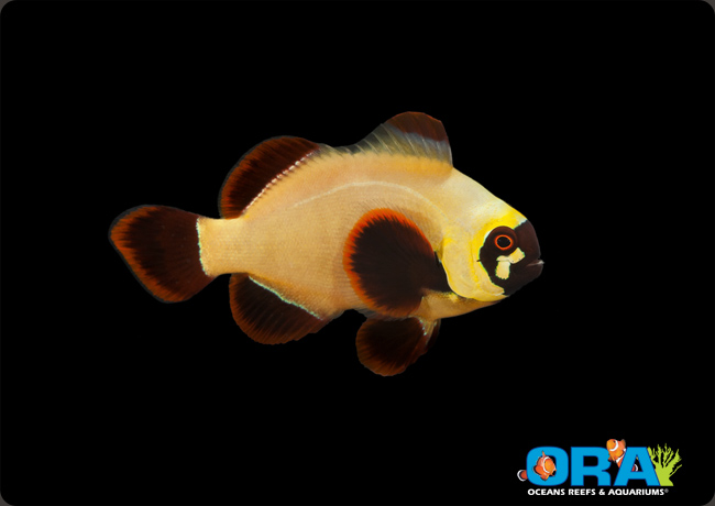 A fully colored Gold Nugget Maroon Clownfish by ORA