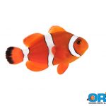 ORA Blood Orange Clownfish