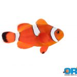 ORA Misbar Blood Orange Clownfish