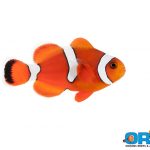 ORA Misbar Blood Orange Clownfish