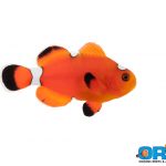 ORA Misbar Blood Orange Clownfish