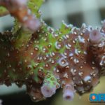 ORA Blue Millepora with GFP infected tissue.