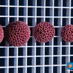 Size progression of ORA Red Goniopora Balls