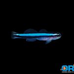 ORA Neon Goby