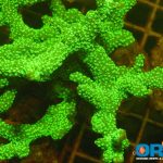 ORA Jeremy's Montipora