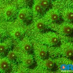 ORA Blue Millepora