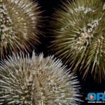 Variegated Sea Urchin