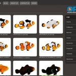 New Website Clownfish Page
