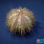 Variegated Sea Urchin