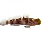 Blue Fin Watchman Goby