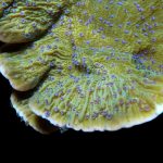 Blue Polyp Capricornis