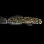 Crested Oyster Goby