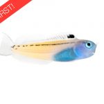 Red Sea Mimic Blenny