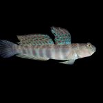 Pink Spotted Watchman Goby