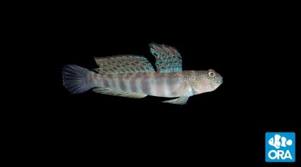 Pink Spotted Watchman Goby