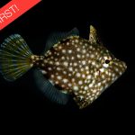 Pygmy Whitespotted Filefish