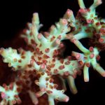ORA Shortcake Acropora