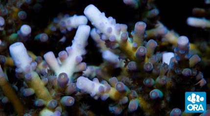 ORA Acropora