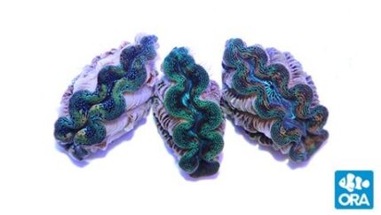 Assorted ORA Tridacna crocea clams