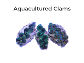 ORA Aquacultured Clams