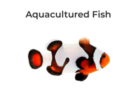 ORA Aquaculture Fish