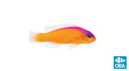 Neon Dottyback, Pseudochromis aldabraensis, ORA