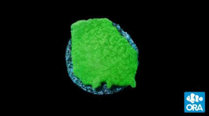 Kelly Green Psammocora <em>(Psammocora sp.)</em>