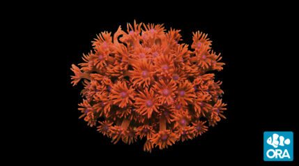 Red Goniopora <em>(Goniopora sp.)</em>